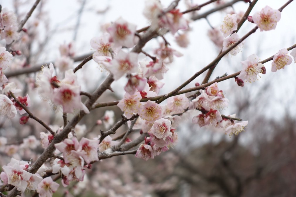 先日 佐布里池に梅の花 を見に行きました 岡田 大府市の新築戸建 中古戸建 中古マンションをお探しならハウスドゥ大府へ お知らせ 知多最大級の不動産情報専門サイト エネチタ